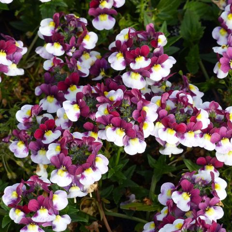 Nemesia Sunpeddle Painted Rose - Compact nemesia with red and white ...