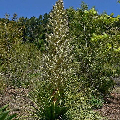 Nolina Hibernica La Siberica - Rare And Hardy Plant With A Large Sturdy 