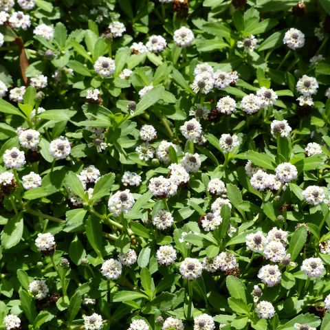 Creeping vervain - Phyla nodiflora - Lippia - Perennial groundcover plant