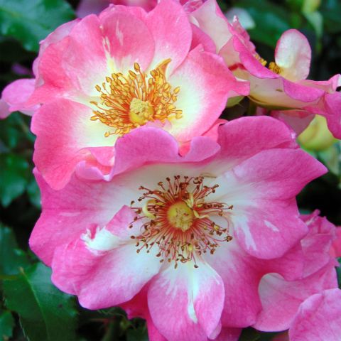 Rosa Dolomiti - Ground cover rose with continuous flowering in pink and ...