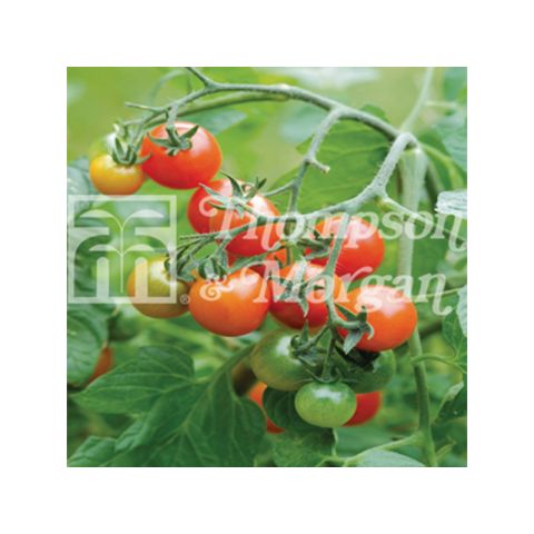 'Losetto' F1 Cherry Tomato - Seeds - A dwarf variety