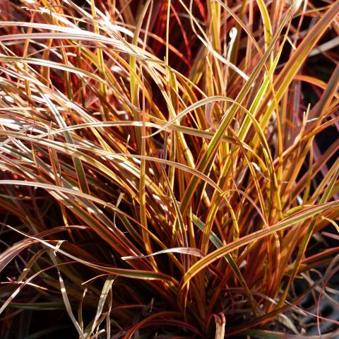 Uncinia rubra Belinda's Find - Red Hook Sedge - Perennial with bronze ...