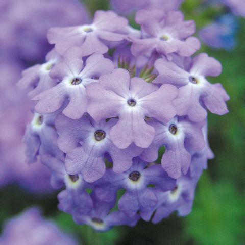 Verbena tapien Sky Blue - Creeping verbena with sky-blue flowers all ...