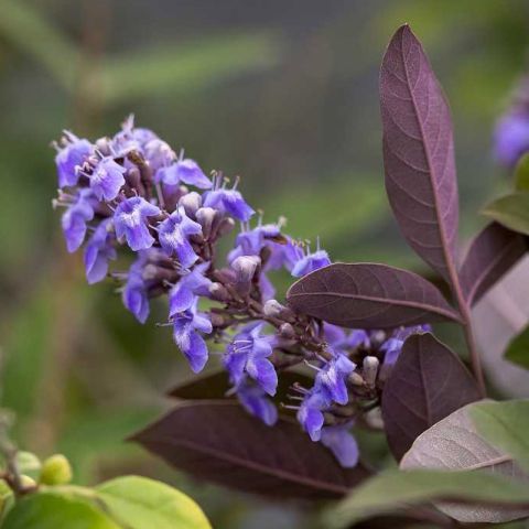 Vitex agnus-castus Flip Side - Chaste Tree with dark green foliage with ...