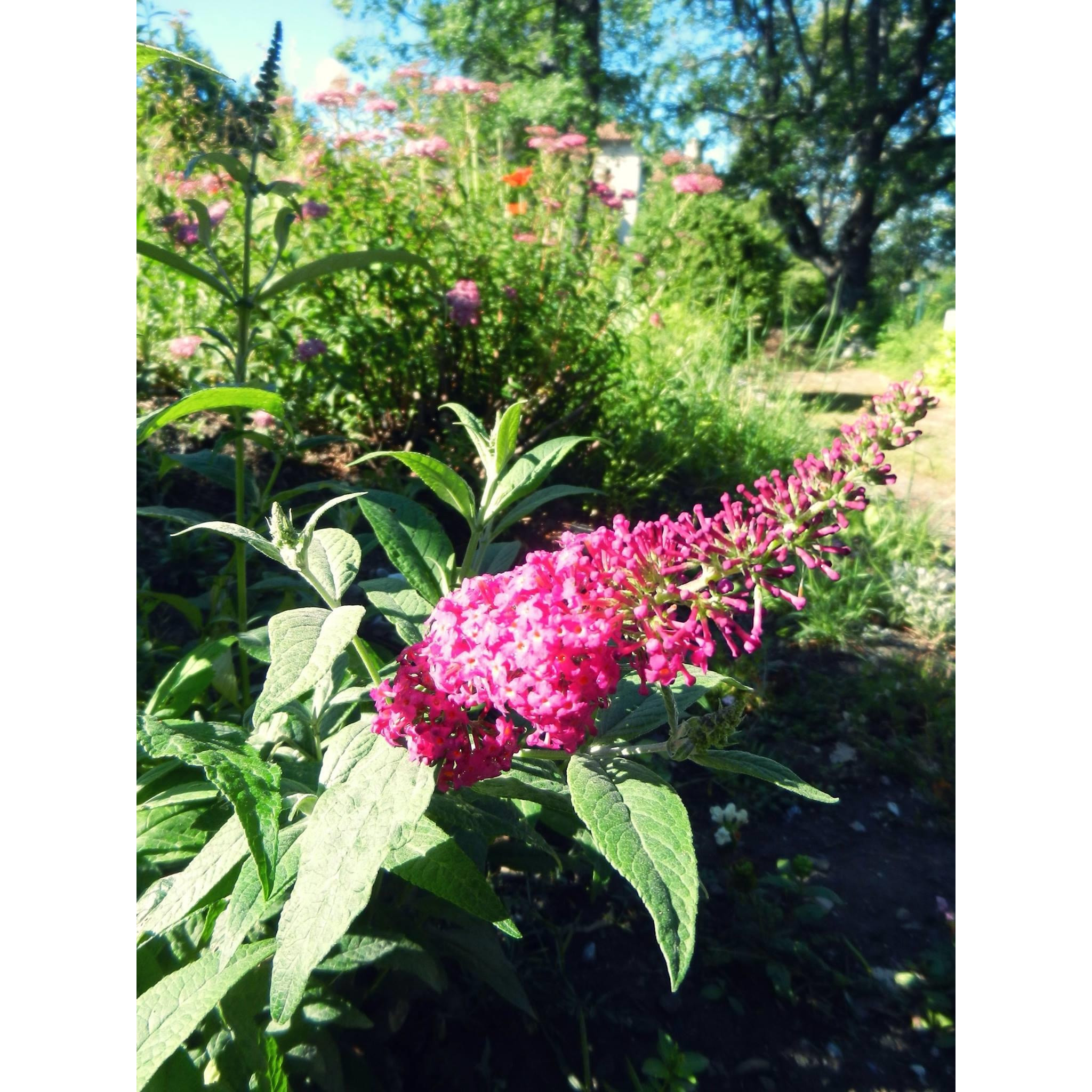 Buddleia 'Miss Ruby' - Compact butterfly bush with bright pink flowers.