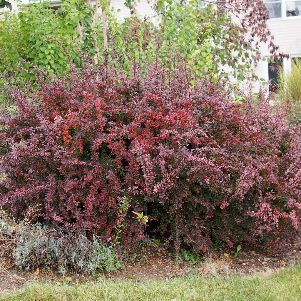 Berberis thunbergii - Thunberg's spike barberry with green foliage