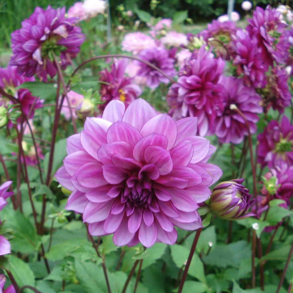 Dahlia Blue Bell - Decorative variety with stunning indigo blue flowers.