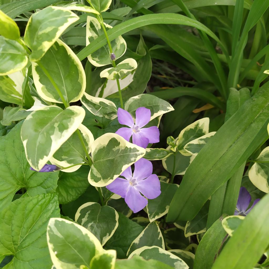 Variegated Vinca major - Variegated ground cover periwinkle