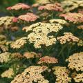 Common Yarrow