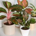 Aglaonema - Chinese evergreen