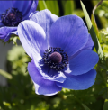 De Caen Anemones - Anemone coronaria