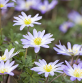 Greek Anemones - Anemone blanda