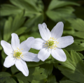 Wood Anemones - Anemone nemorosa