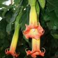 Brugmansia - Angel's Trumpet