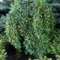 Caragana - Siberian Pea Tree