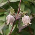 Wild Clematis