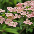 Pink Flowering Cornus (dogwood)