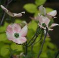 Cornus florida - Cornouiller à fleurs d'Amérique