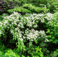 Cornus kousa - Japanese Dogwood