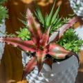 Cryptanthus - Earth stars plant