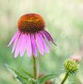 Pink Echinaceas - Coneflowers