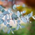 Eucalyptus gunnii - Cider Gum