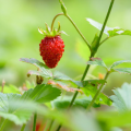 Wild Strawberries