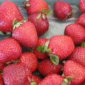 Organic Strawberries