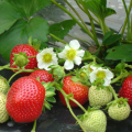 Everbearing Strawberries