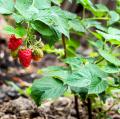 Dwarf Raspberry Bushes