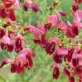 Broom - Cytisus scoparius