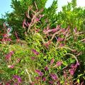 Celosia seeds