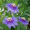 Passionflower seeds