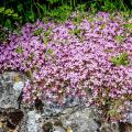 Soapwort seeds - Saponaria