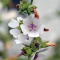 Marsh Mallow - Althaea