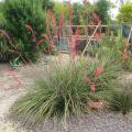 Red Yucca - Hesperaloe