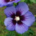 Blue Hibiscus