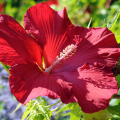 Red Hibiscus