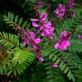 Indigo Plant - Indigofera