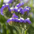 Limonium - Sea Lavender