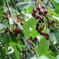 Prunus avium - Wild cherry