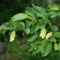 Ostrya - Hop Hornbeam