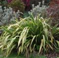 Variegated Phormiums