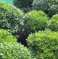 Dwarf Pittosporum