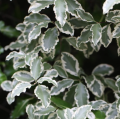 Variegated Pittosporum