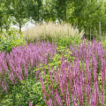 Woodland Sages - Salvia nemorosa