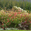 Small Leaf Salvias - Salvia microphylla