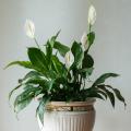 Spathiphyllum - Fleur de lune