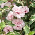 Pink Hibiscus