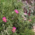 Garrigue Garden